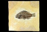 Bargain, Fossil Fish (Cockerellites) - Wyoming #144168-1